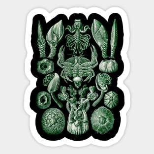 Ernst  Haeckel Cirripedia Crab Green Sticker